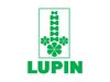 Lupin